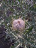 Cirsium pugnax