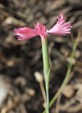 Dianthus uzbekistanicus