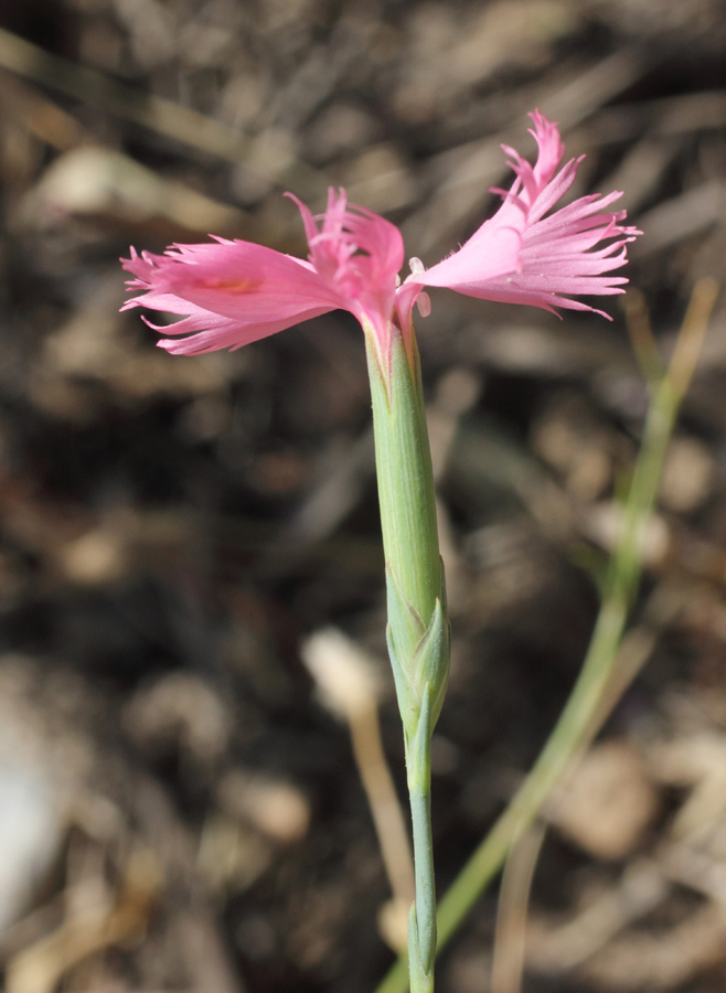 Image of Dianthus uzbekistanicus specimen.