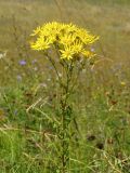 Senecio jacobaea