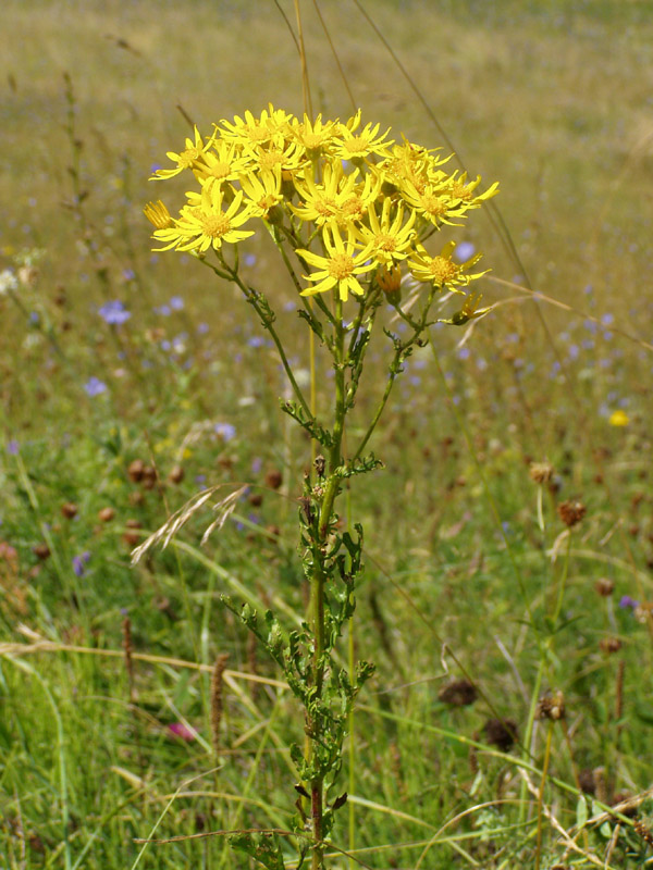 Изображение особи Senecio jacobaea.