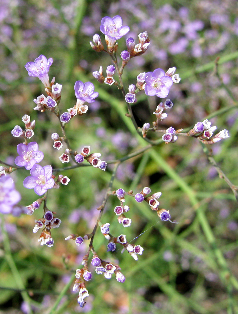 Изображение особи Limonium scoparium.