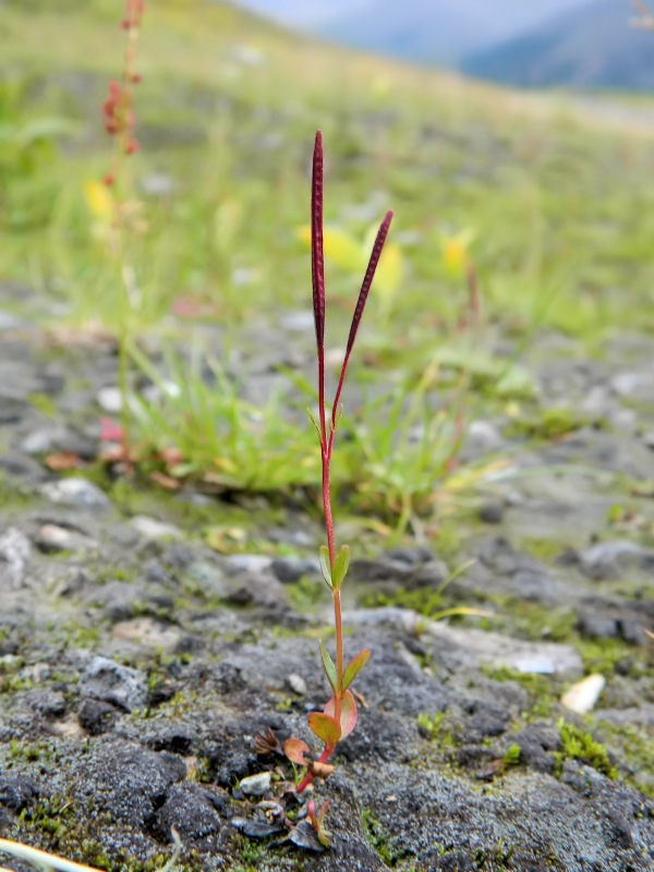 Image of Epilobium anagallidifolium specimen.