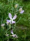 Matthiola bicornis. Верхушка соцветия. Смоленская обл., Смоленский р-н, пос. Каспля, в культуре. 07.07.2012.