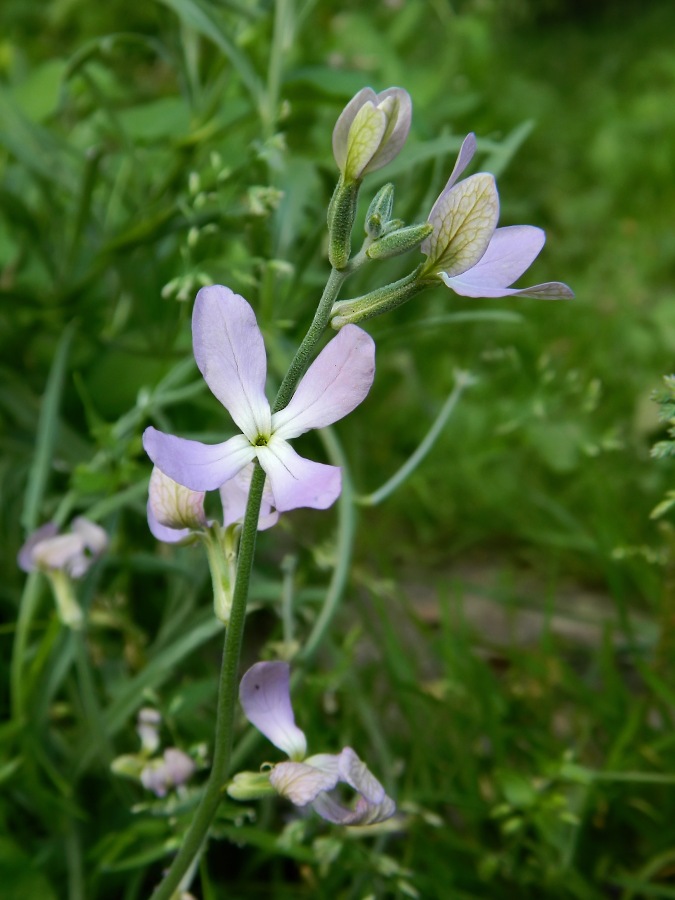 Image of Matthiola bicornis specimen.