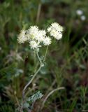 Thalictrum petaloideum. Верхушка стебля с соцветием. Хакасия, район п. Туим. Июнь 2005 г.