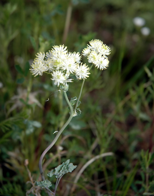 Image of Thalictrum petaloideum specimen.