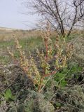 Chenopodium