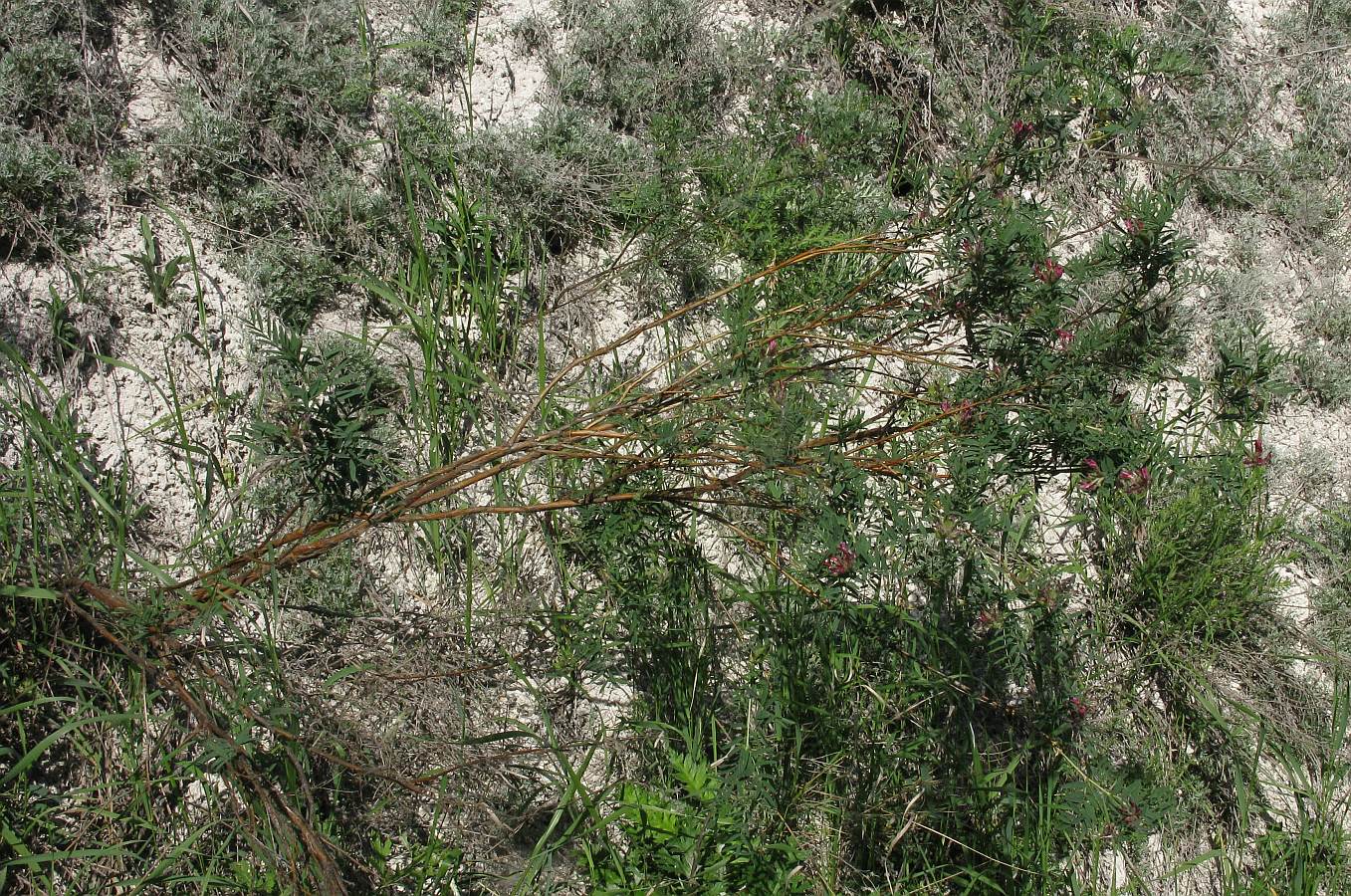 Изображение особи Astragalus cornutus.