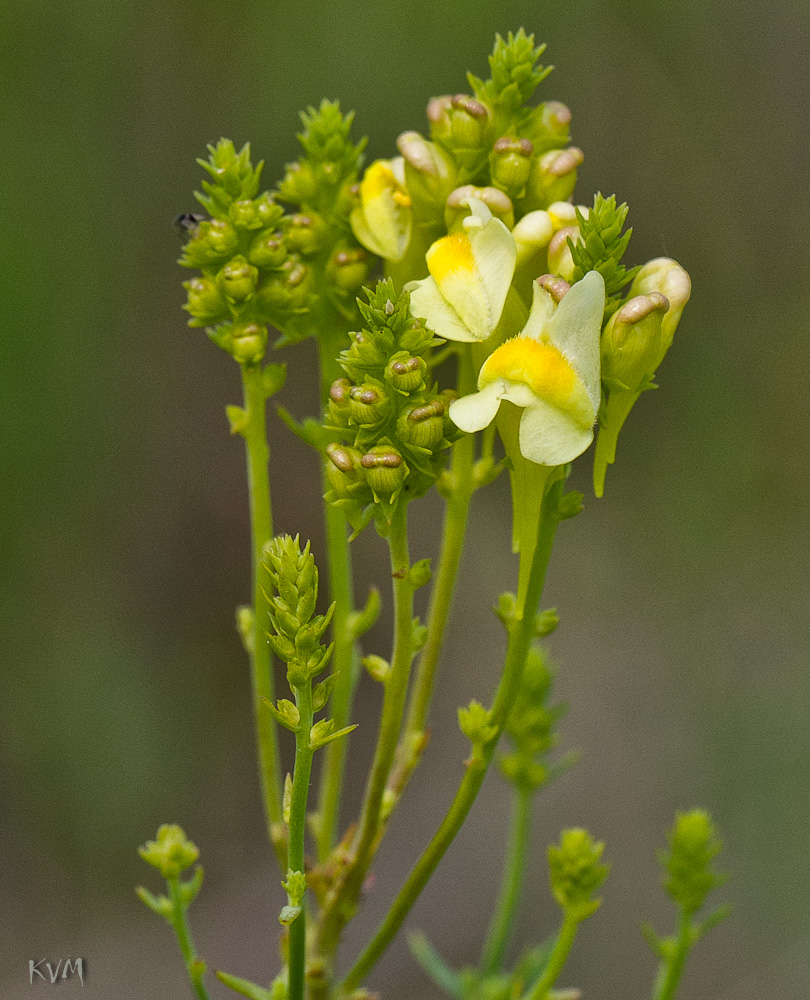 Image of Linaria ruthenica specimen.