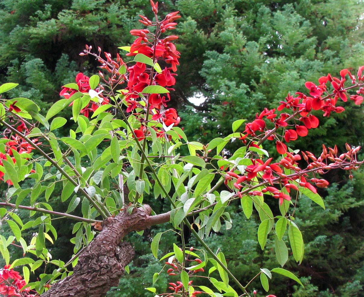 Image of Erythrina crista-galli specimen.