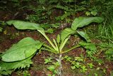 Lysichiton camtschatcensis