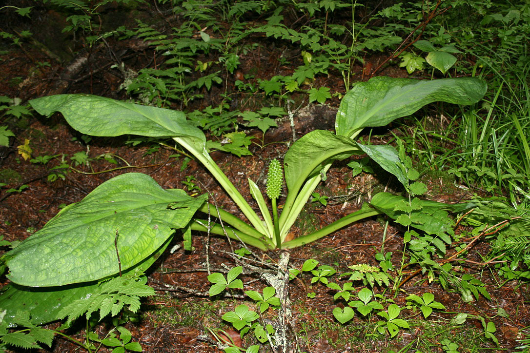 Image of Lysichiton camtschatcensis specimen.