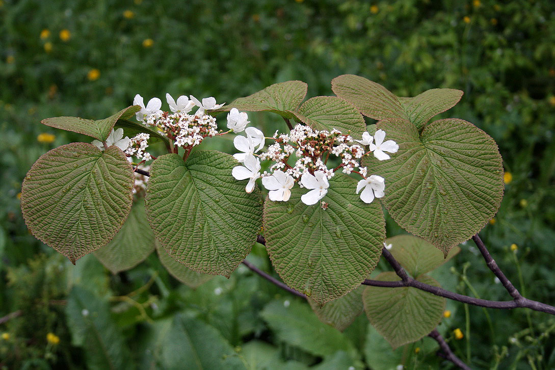 Image of Viburnum furcatum specimen.