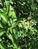 Ligustrum lucidum. Часть кроны куста с соцветиями в стадии бутонизации. Франция, Прованс, г. Авиньон, у Папского дворца. 26.06.2012.