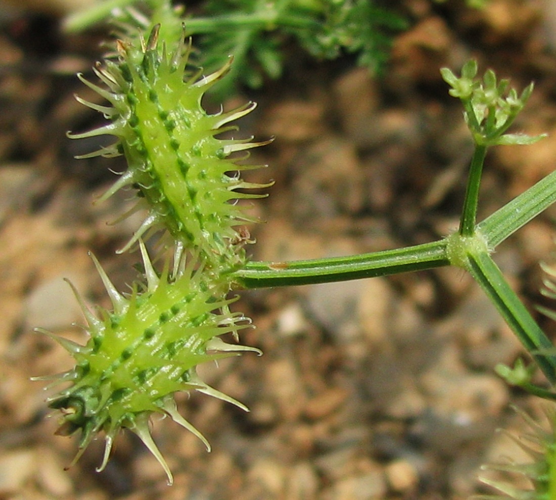 Image of Caucalis platycarpos specimen.