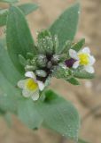 Linaria albifrons