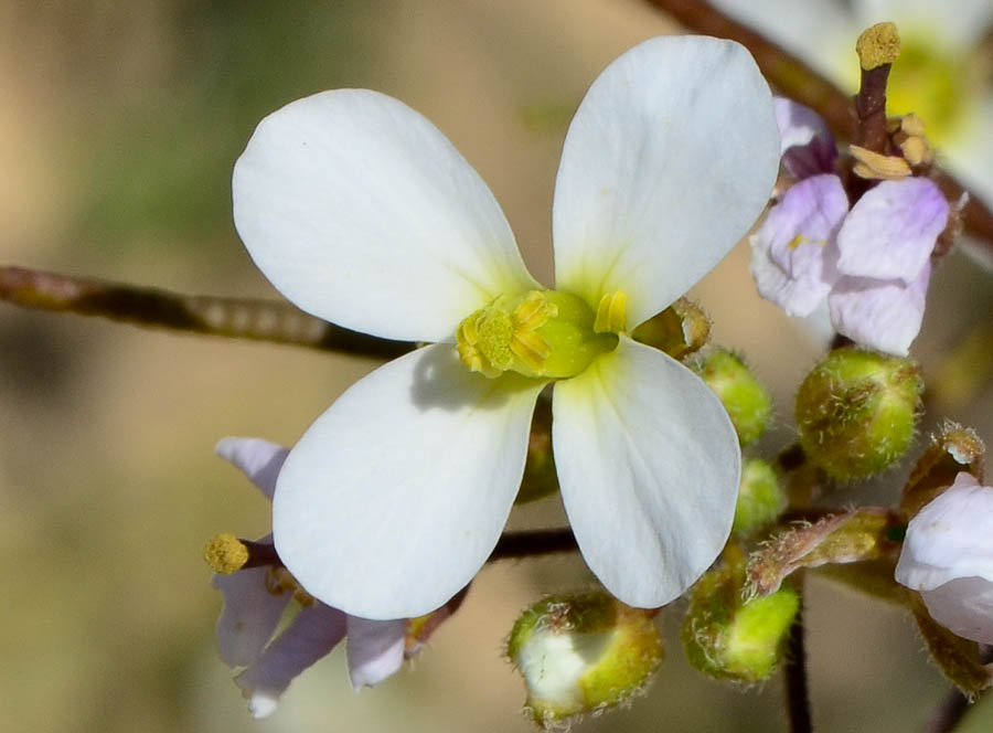 Изображение особи Diplotaxis erucoides.