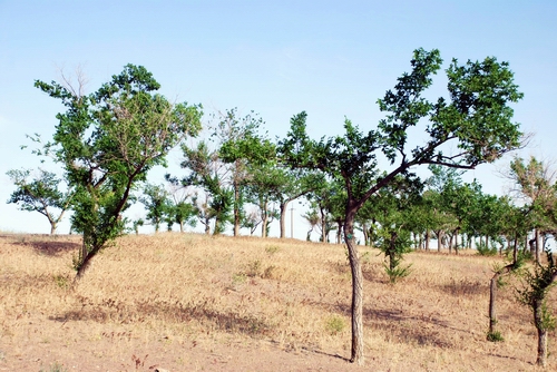 Image of Ulmus pumila specimen.