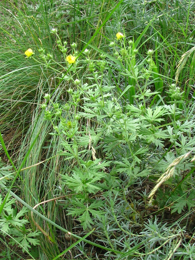 Изображение особи Potentilla heidenreichii.