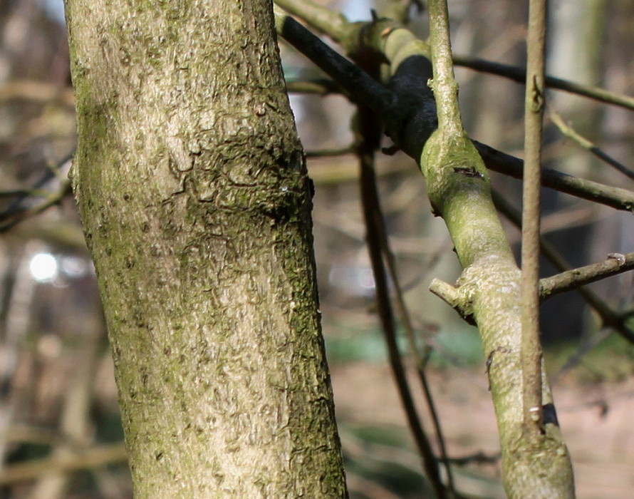 Image of Callicarpa japonica specimen.