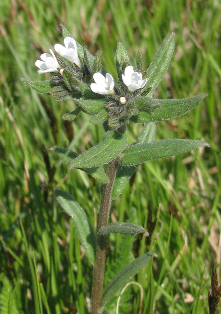 Image of Buglossoides arvensis specimen.