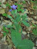 Pulmonaria obscura