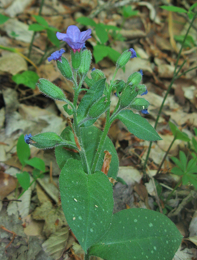 Изображение особи Pulmonaria obscura.