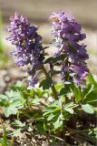 Corydalis solida