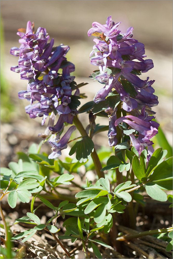 Изображение особи Corydalis solida.