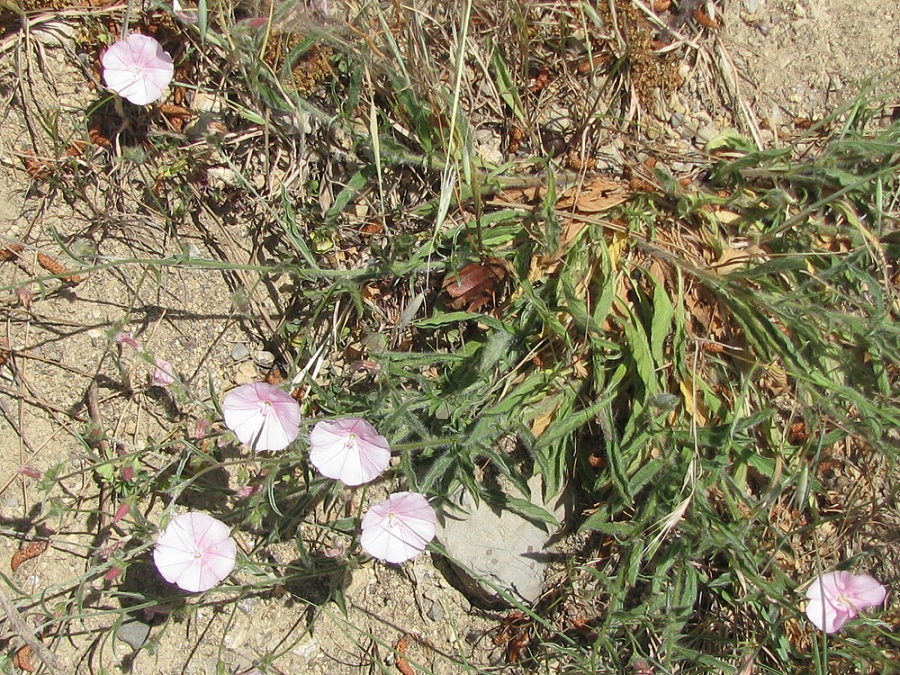 Image of Convolvulus cantabrica specimen.