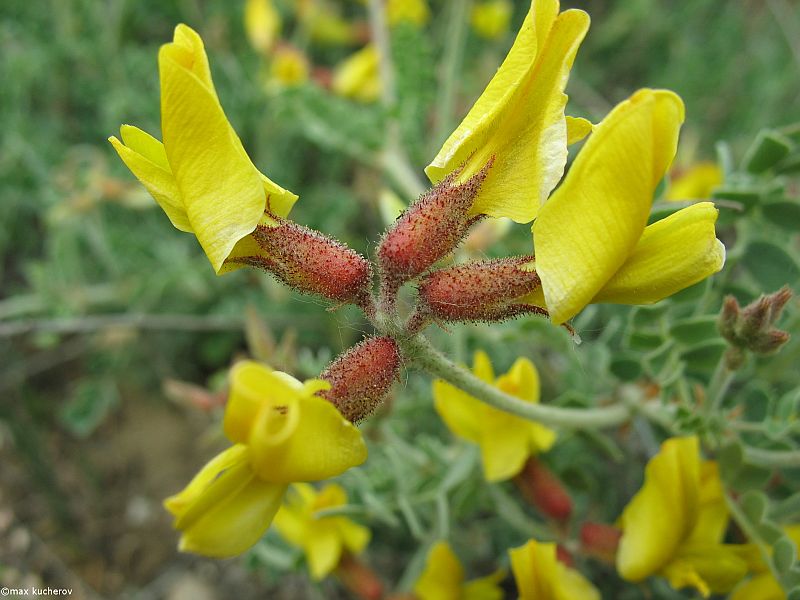 Изображение особи Calophaca wolgarica.