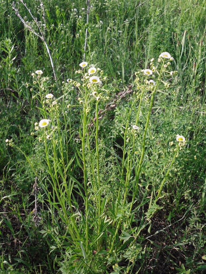 Image of Erigeron annuus specimen.