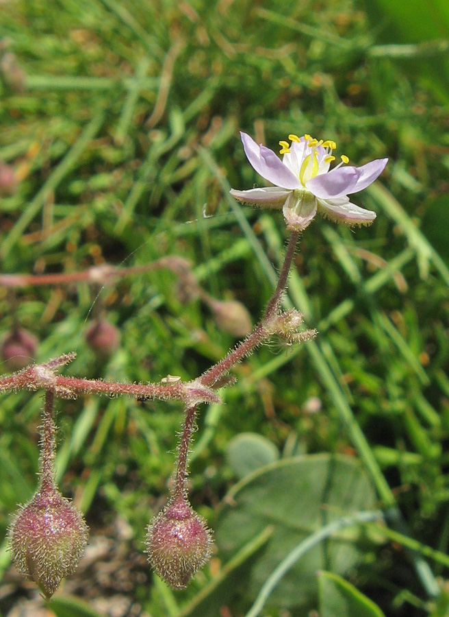 Image of Spergularia media specimen.