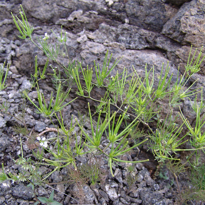 Image of Scandix stellata specimen.