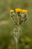 Pilosella echioides. Верхушка растения с соцветиями и муравьями, выпасающими тлей. Ростовская обл., Аксайский р-н, окр. хут. Александровка. 16.06.2013.