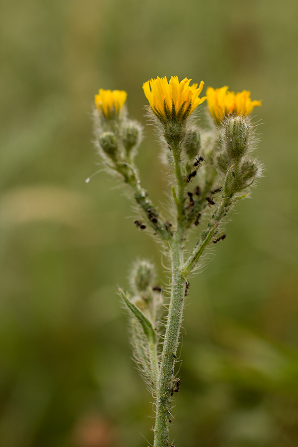 Изображение особи Pilosella echioides.