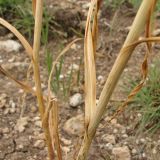 Allium atroviolaceum