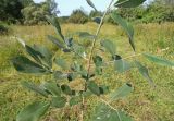 Salix cinerea. Ветка. Московская обл., Лотошинский р-н, окр. дер. Савостино. 09.07.2013.