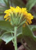 Erigeron cabulicus