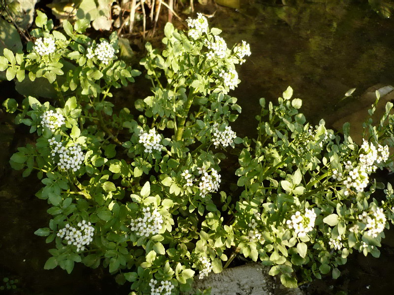 Изображение особи Nasturtium officinale.