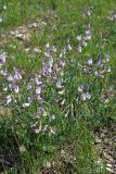 Vicia subvillosa