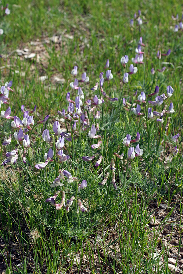 Image of Vicia subvillosa specimen.