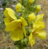 Verbascum phlomoides. Часть соцветия. Крым, г. Судак, территория генуэзской крепости. Июнь 2013 г.