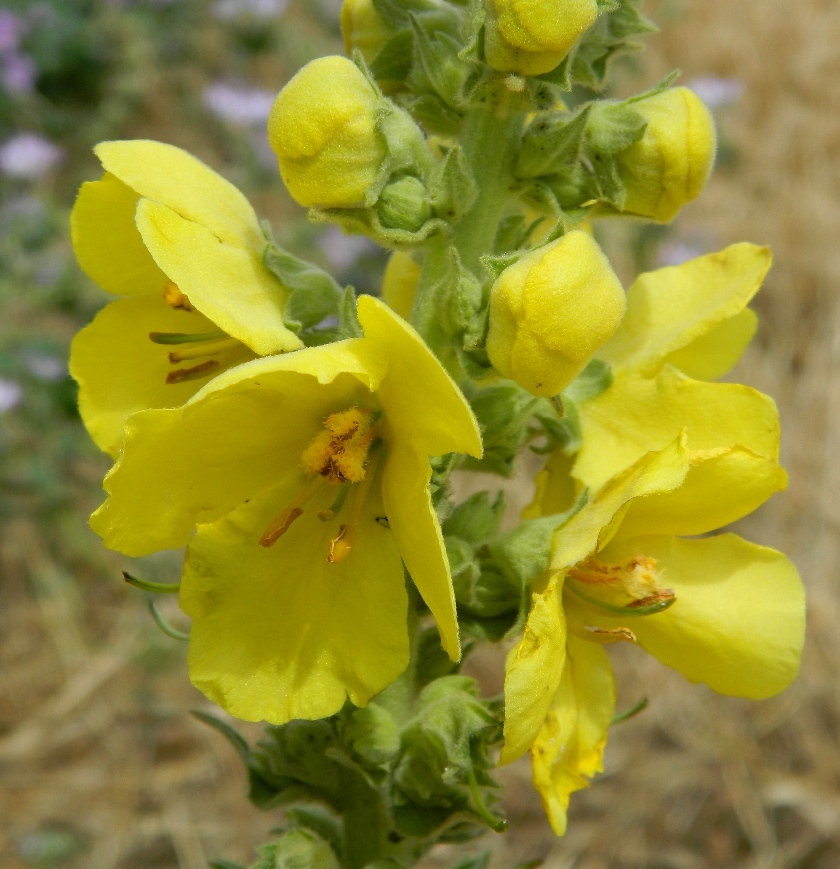 Изображение особи Verbascum phlomoides.