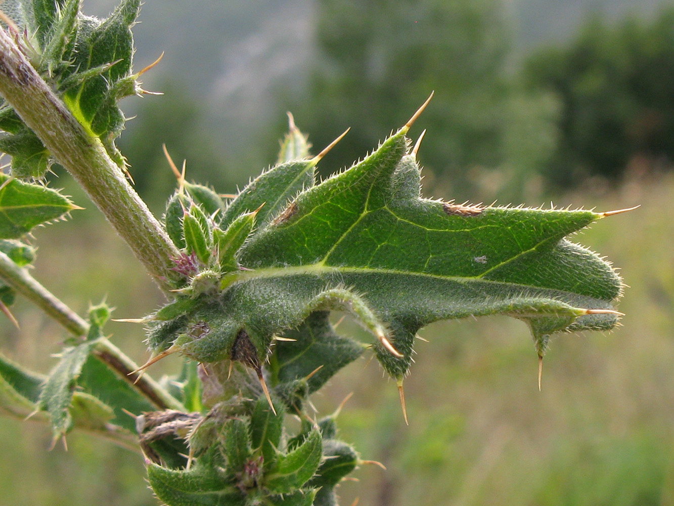 Изображение особи Cirsium euxinum.