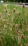 Plantago lanceolata