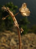 Muscari neglectum. Часть высохшего генеративного побега с остатками соплодия. Краснодарский край, м/о Анапа, окр. пос. Б. Утриш, прибрежная гора, обрывисто-осыпной склон. 09.08.2013.