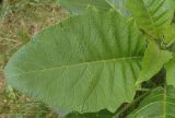 Brugmansia