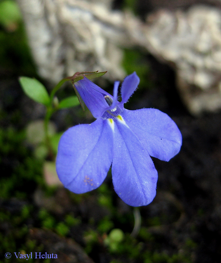 Изображение особи Lobelia erinus.